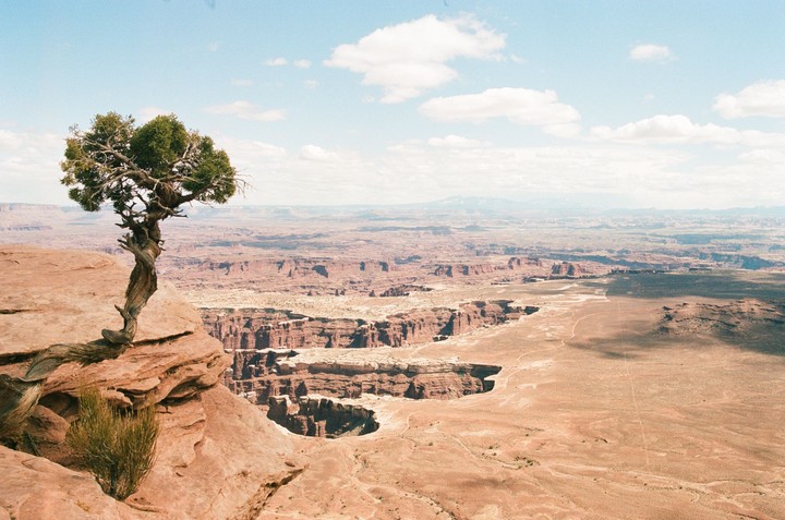 A lone tree grows on a cliff overlooking a vast canyon landscape under a partly cloudy sky.