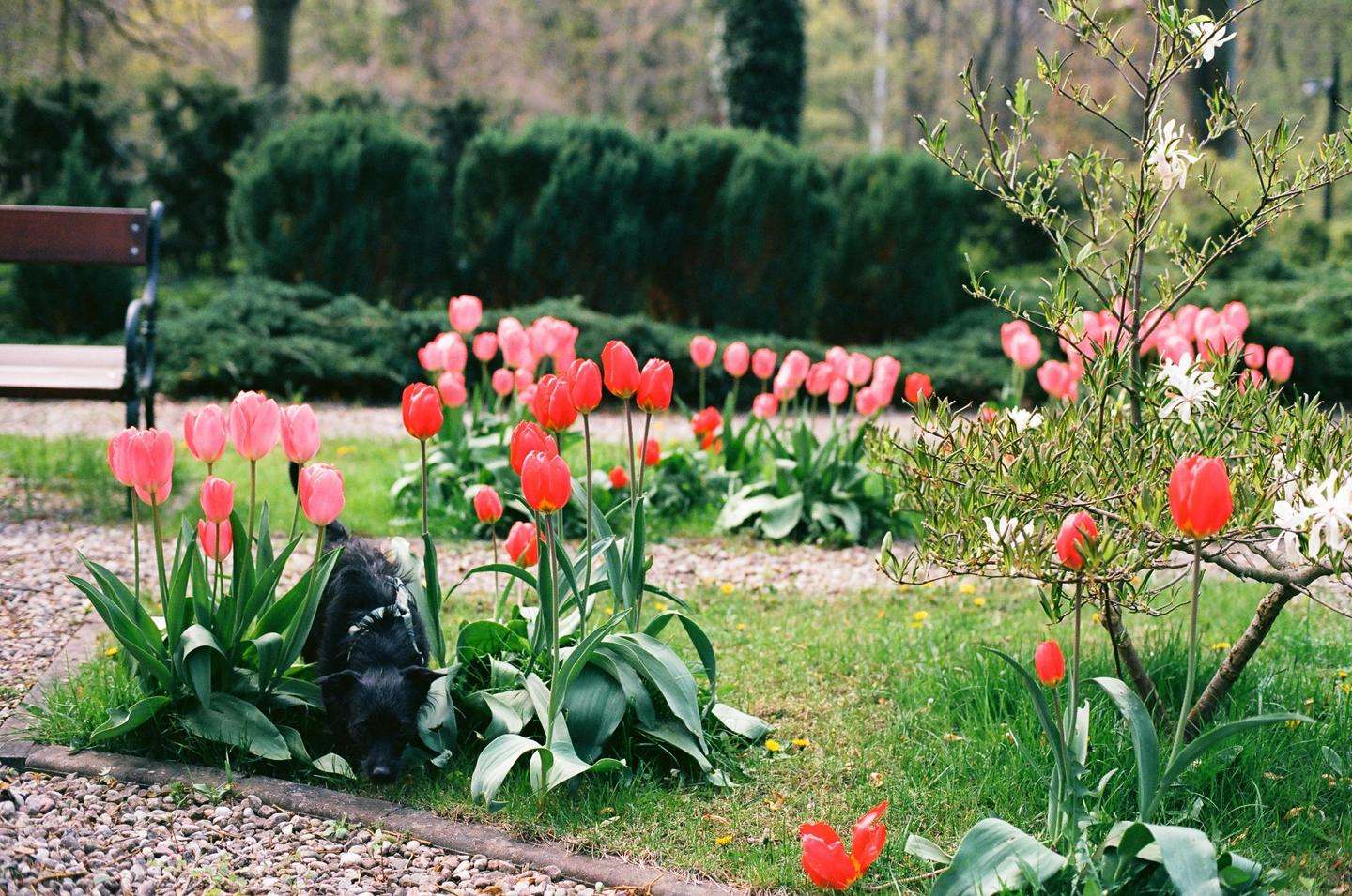 A black dog is sniffing among pink and red tulips in a garden with a wooden bench and green bushes in the background.