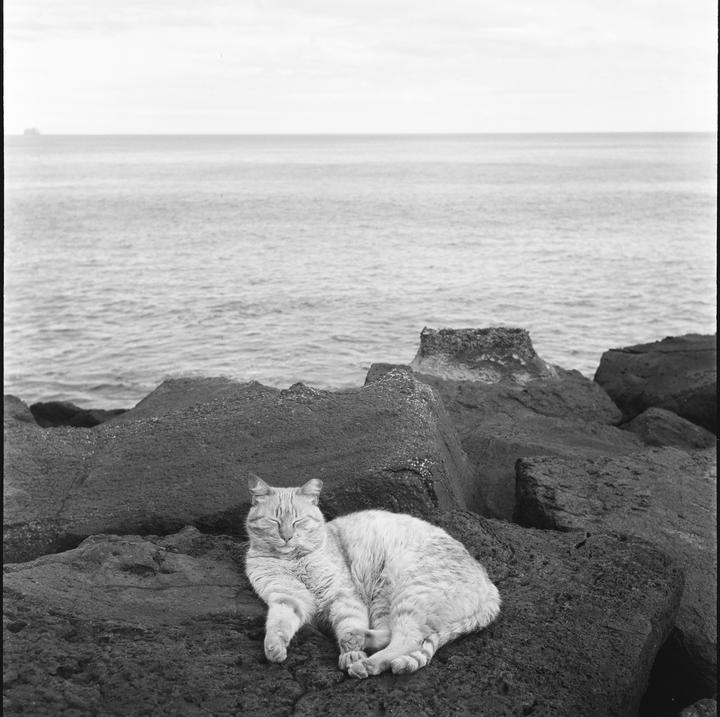 A cat sleeps on a rock by the ocean.