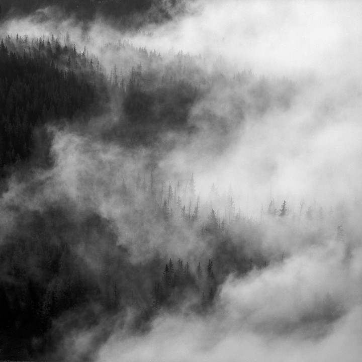 A dense forest is partially obscured by thick fog rolling through the mountains.