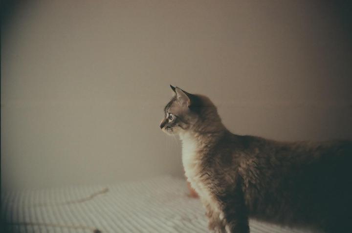 A cat with light fur on its chest and dark fur on its back stands on a striped surface looking to the left.
