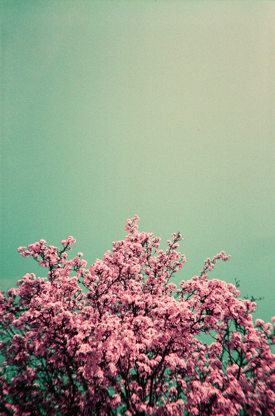 A tree with pink blossoms fills the bottom half of the frame against a teal sky.