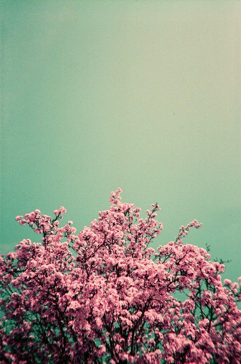 A tree with pink blossoms fills the bottom half of the frame against a teal sky.