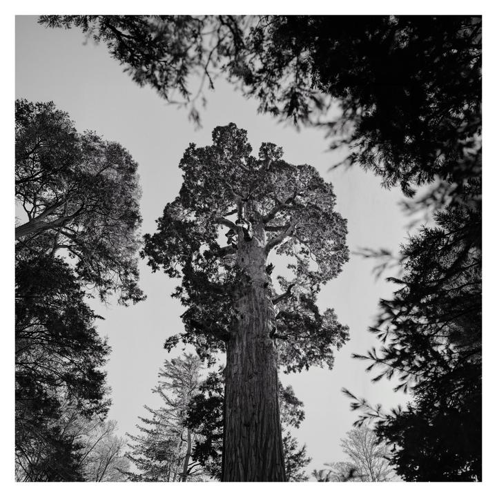 A giant sequoia tree stands tall, surrounded by other trees, viewed from below.