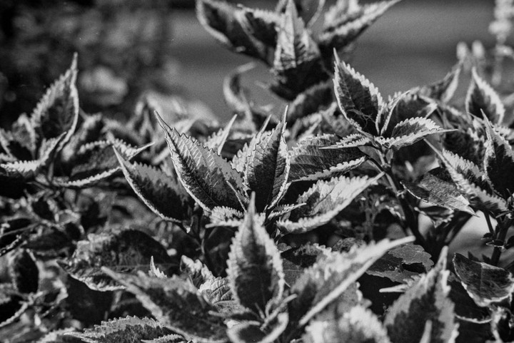 A close-up, black and white shot shows a cluster of coleus plants with serrated leaves.