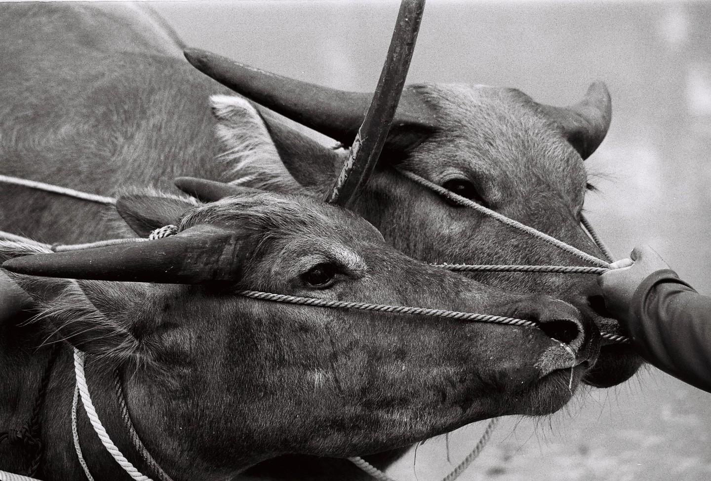 Two water buffaloes are tied together with ropes, and a person's hand holds one of the ropes.