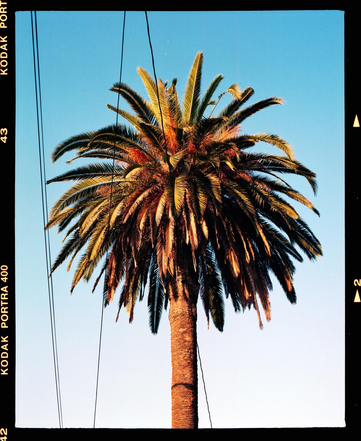 A palm tree stands against a clear blue sky with power lines crossing the frame.