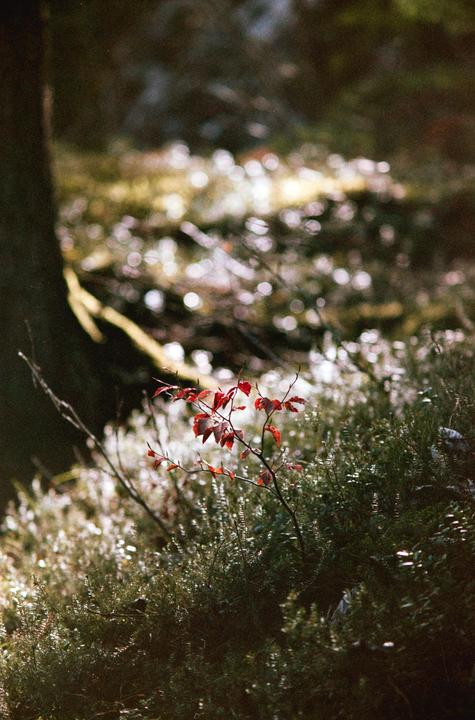 A small plant with red leaves stands out against a blurred background of green foliage and bokeh.