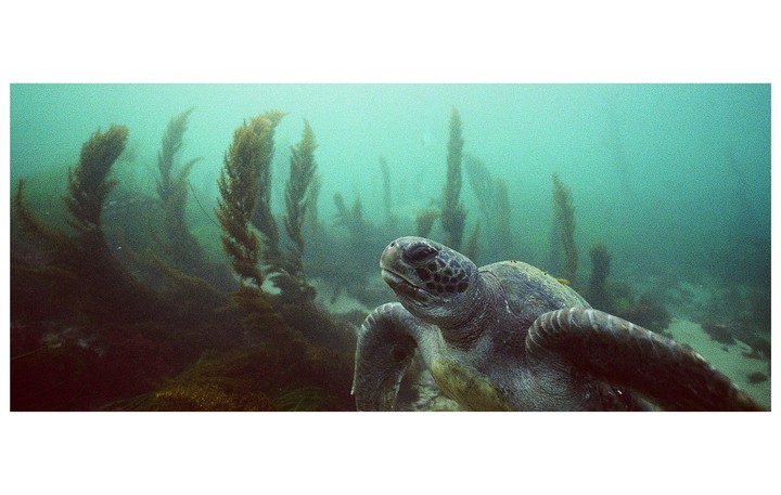 A sea turtle swims among tall underwater plants in murky green water.
