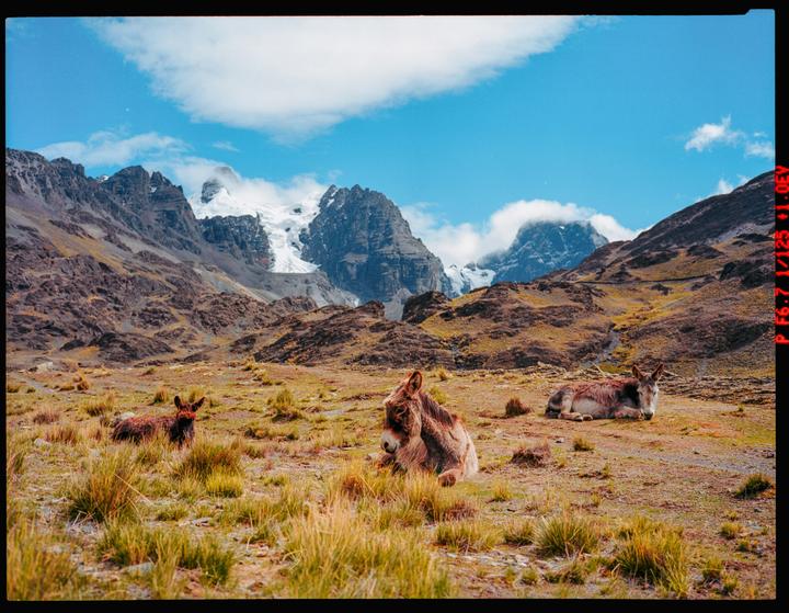 Three donkeys rest in a grassy, mountainous landscape with snow-capped peaks under a blue sky.