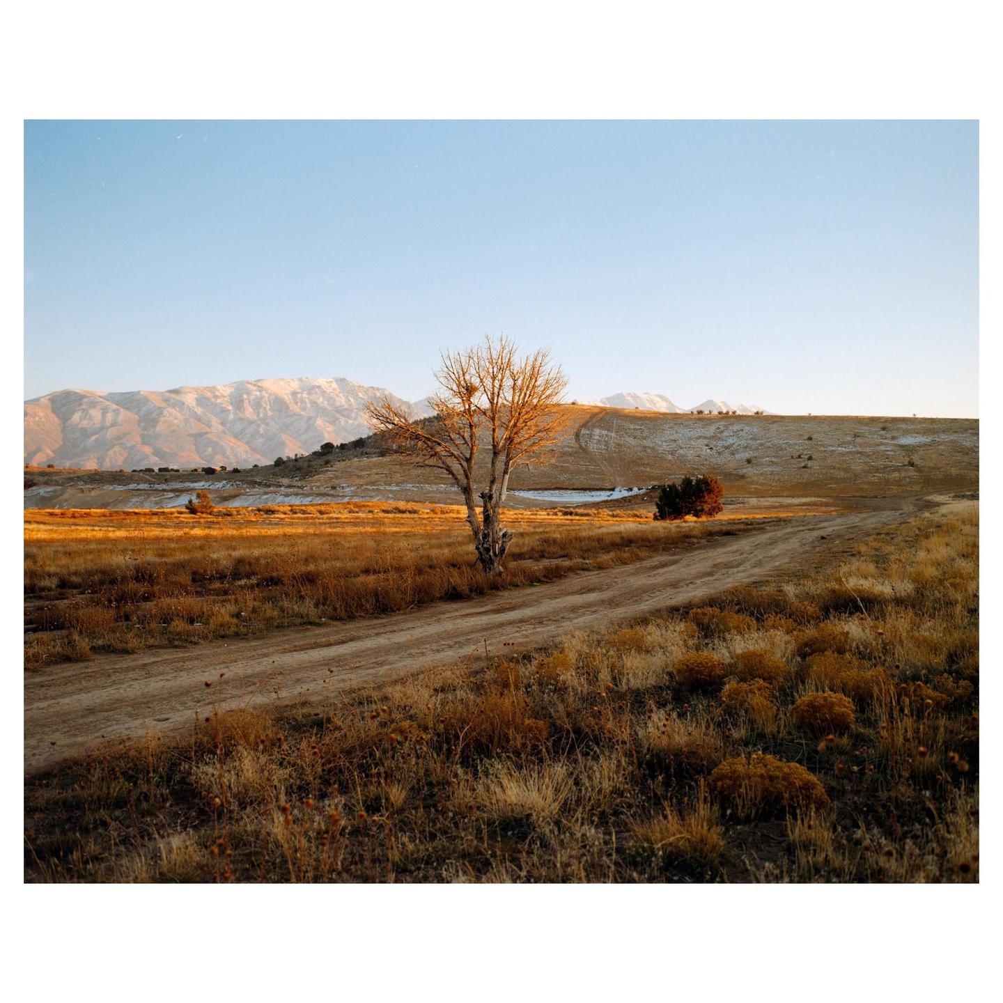 A dirt road leads through a field of dry grass towards a bare tree, with snow-capped mountains in the distance under a clear sky.