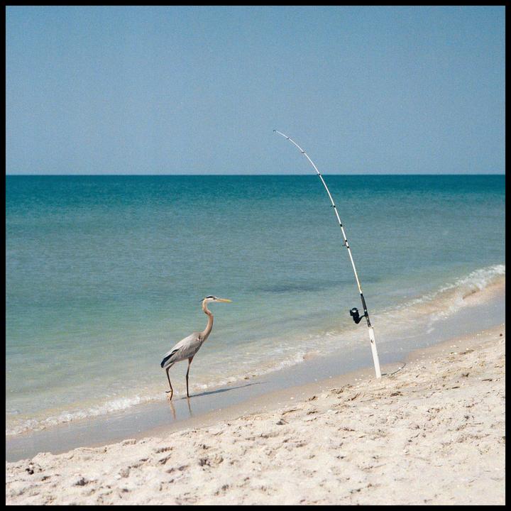 A heron stands in the shallow water of a beach next to a fishing rod stuck in the sand.