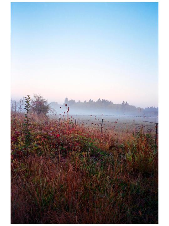 A field with tall grass and a barbed wire fence is covered in fog with trees in the distance under a clear sky.
