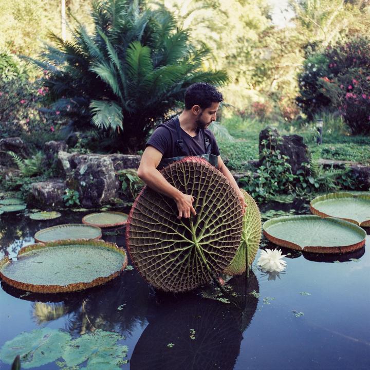 A man stands in a pond holding a giant water lily pad, surrounded by other lily pads and lush greenery.