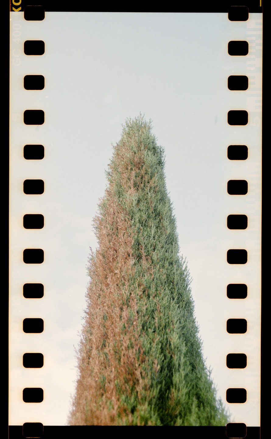 A tall, conical evergreen tree with green and brown foliage stands against a light sky.