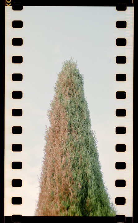 A tall, conical evergreen tree with green and brown foliage stands against a light sky.
