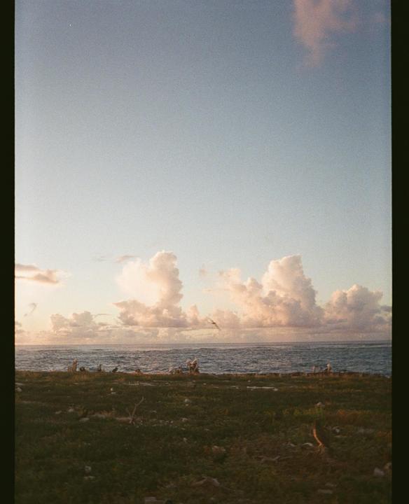 A grassy shore with birds on the ground and in flight meets the ocean under a cloudy sky.