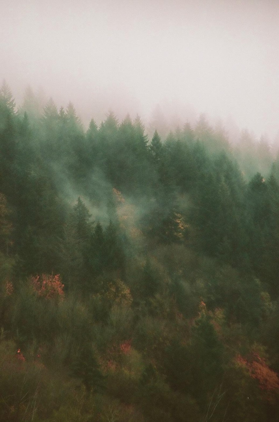 A dense forest of pine trees is partially obscured by a thick layer of fog, with hints of autumn foliage visible among the green.