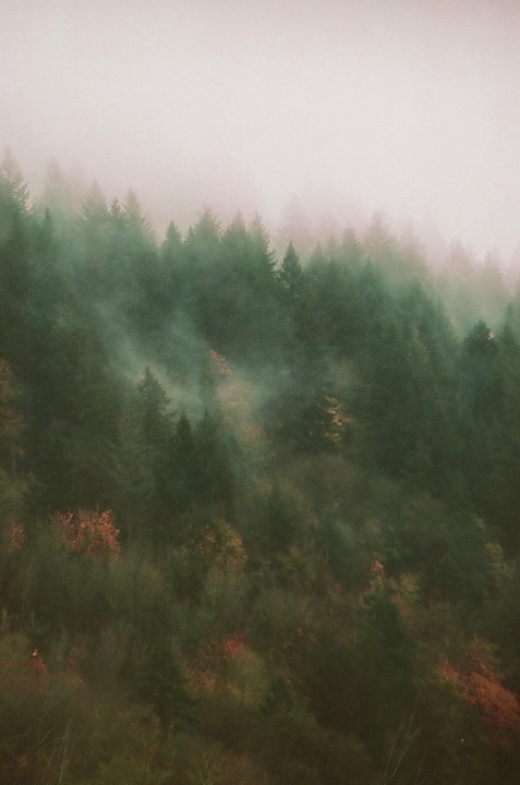 A dense forest of pine trees is partially obscured by a thick layer of fog, with hints of autumn foliage visible among the green.