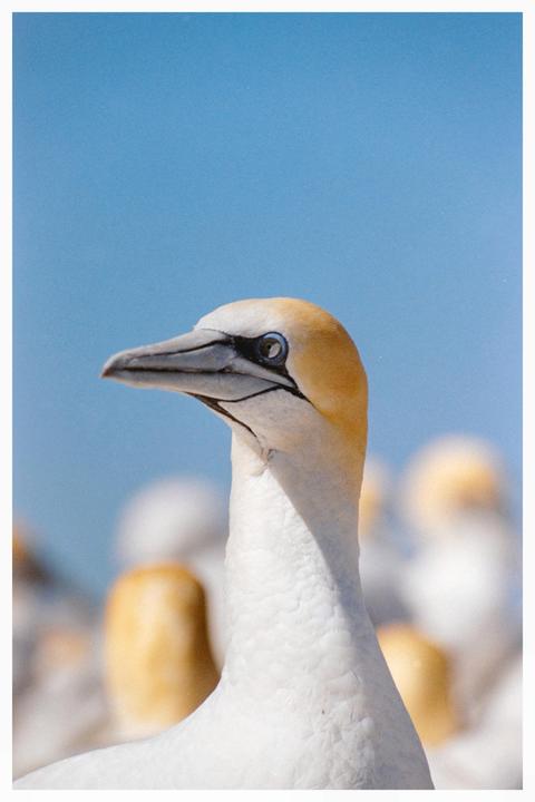 A gannet with a yellow head and blue eye is shown in profile against a blue sky.