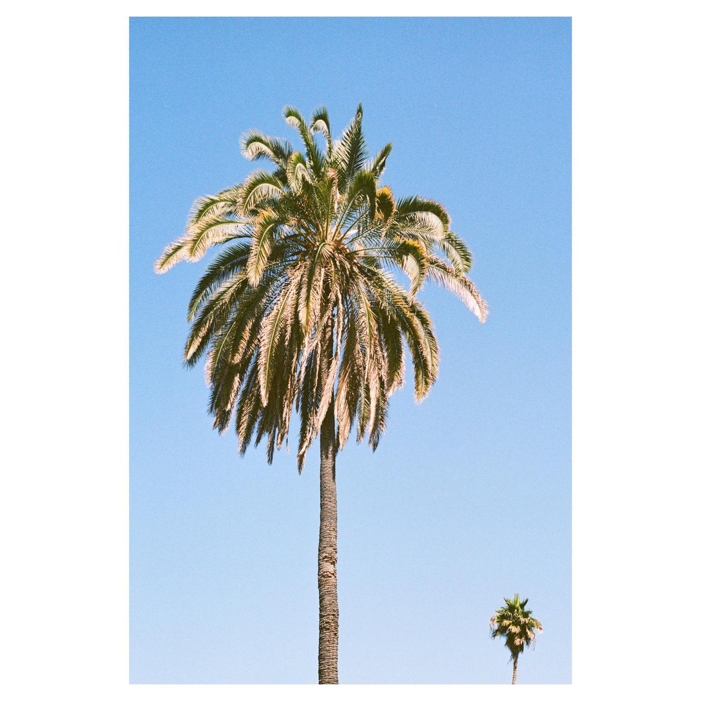 A tall palm tree stands against a clear blue sky with a smaller palm tree in the distance.