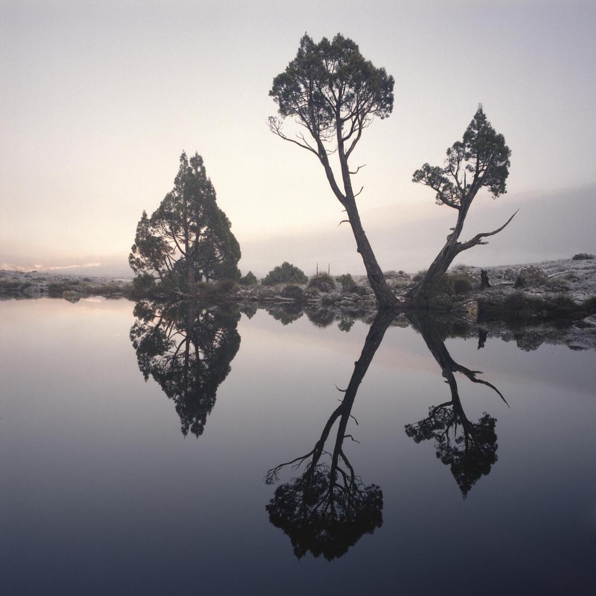 Three trees are reflected in the still water of a tarn at dawn.