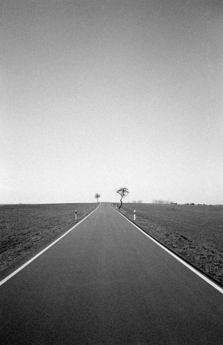 An empty road stretches into the distance between two fields, with two bare trees on the horizon.
