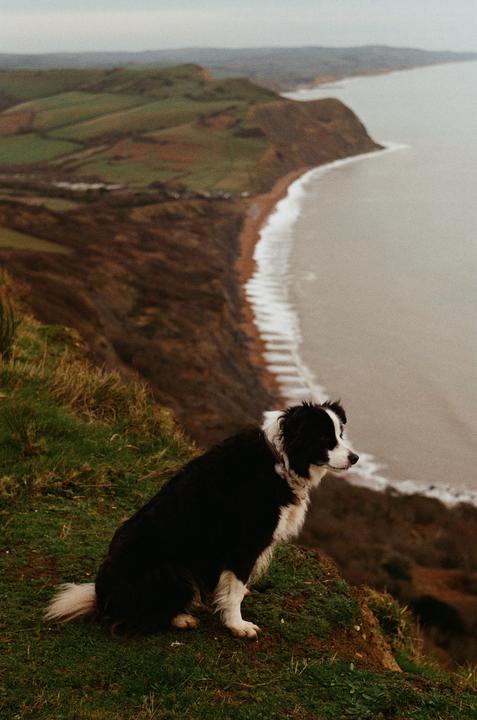 A border collie sits on a grassy cliff overlooking a coastline with waves crashing on the beach.