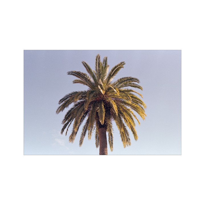 A palm tree stands against a clear sky.
