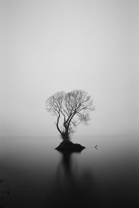 A lone, bare tree stands on a small island in a misty lake.