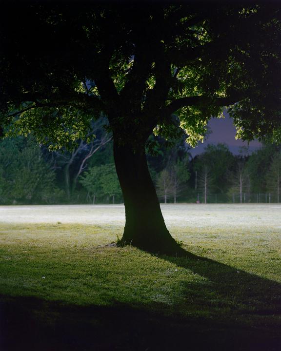 A large tree stands in a field at night, illuminated by an unseen light source.