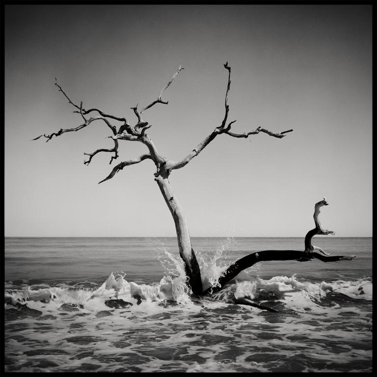 A bare tree stands in the ocean as waves crash around its trunk and branches.