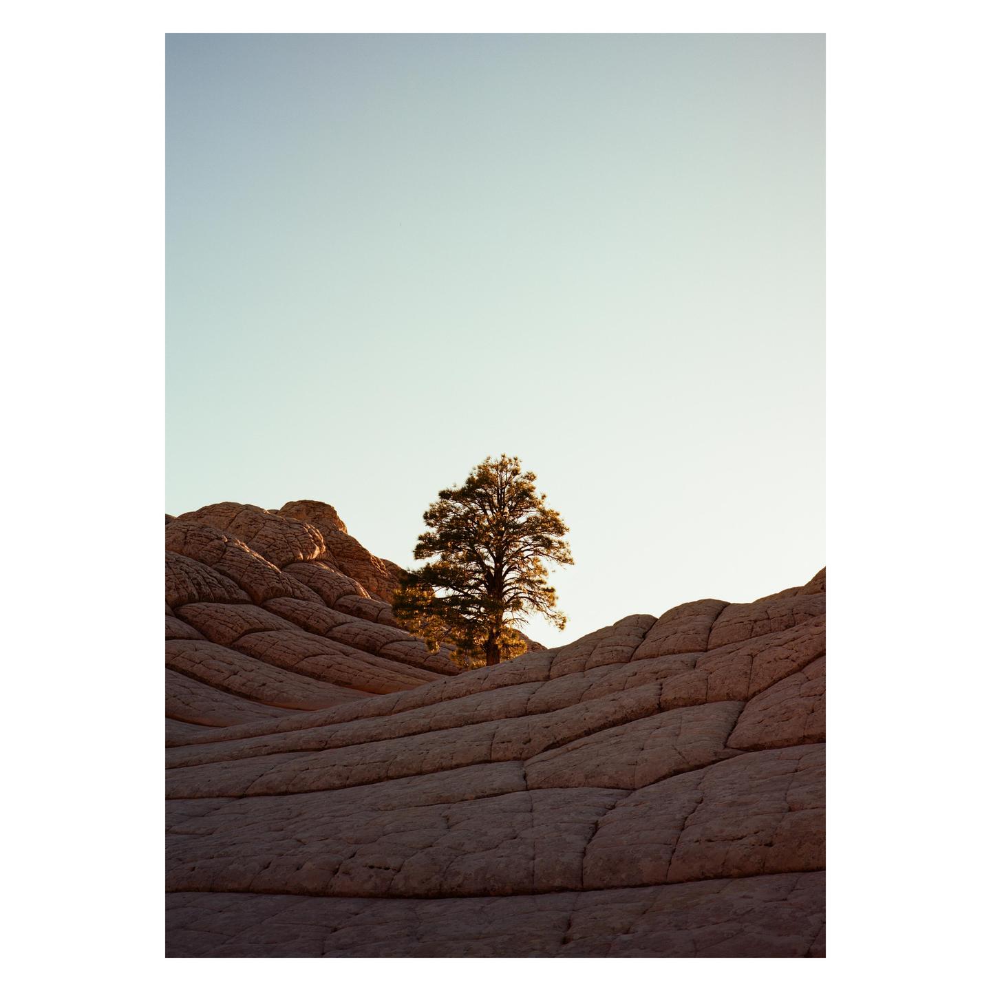 A lone tree stands among undulating rock formations under a clear sky.
