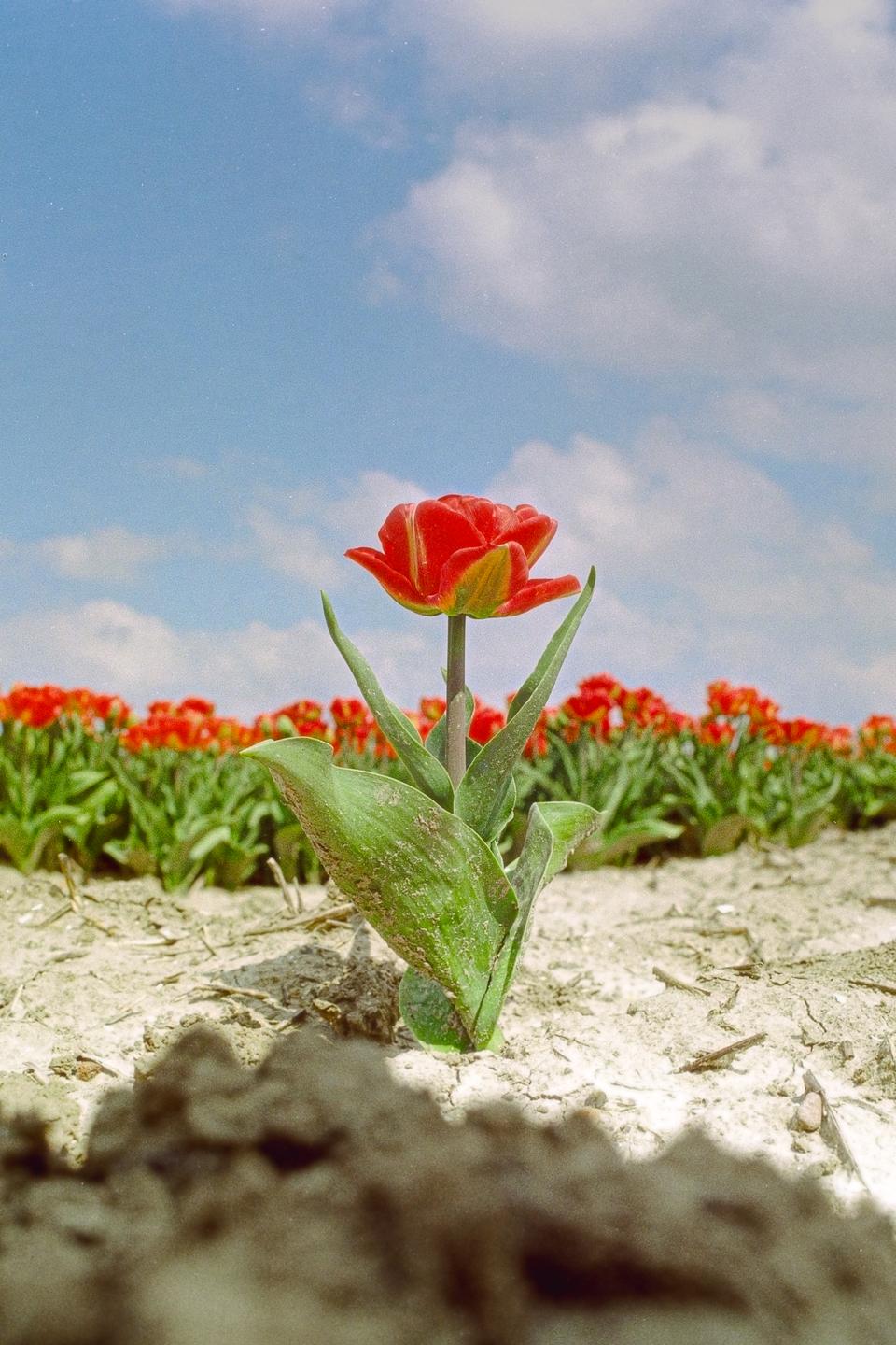 A single red tulip stands in the foreground of a field of tulips under a blue sky with clouds.