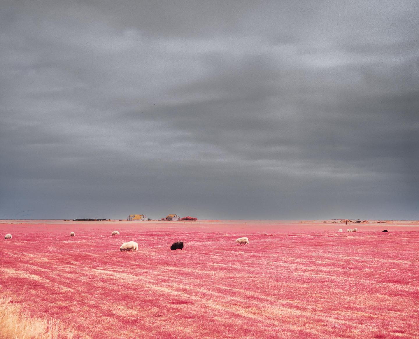 A flock of sheep graze in a bright pink field under a dark, cloudy sky.