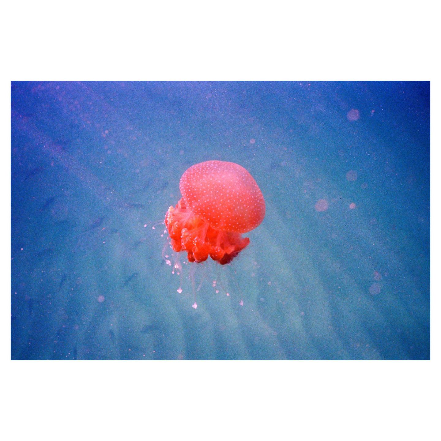 A red jellyfish with white spots floats in blue water.