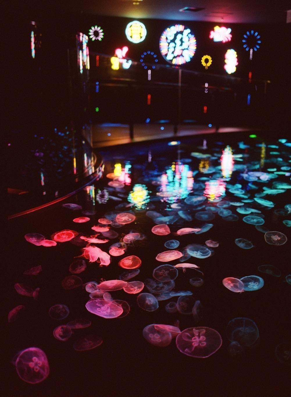 Many jellyfish swim in a dark aquarium tank with colorful neon lights reflecting on the water.