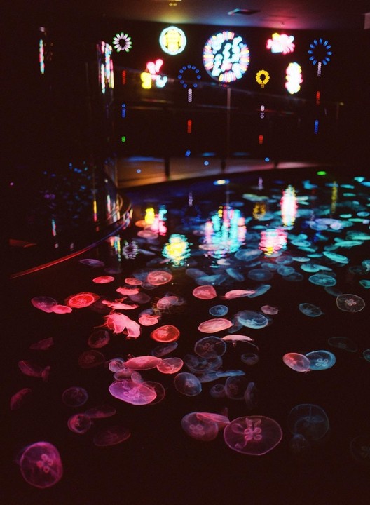 Many jellyfish swim in a dark aquarium tank with colorful neon lights reflecting on the water.