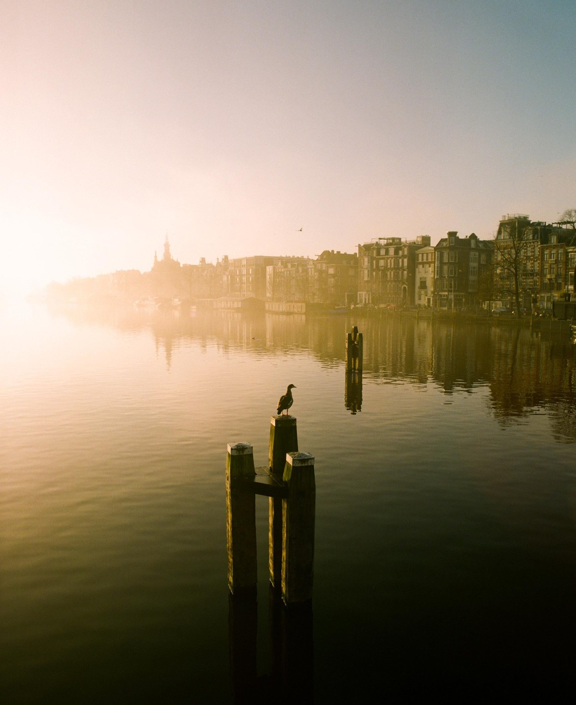 A duck stands on a wooden post in a body of water with buildings and a hazy sky in the background.