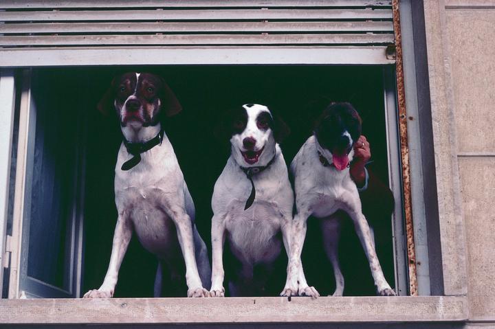 Three dogs with white and brown fur stand in an open window, looking out.