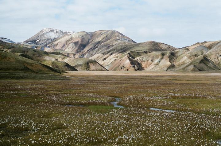 A vast field of white flowers and green grass stretches towards colorful mountains under a cloudy sky.