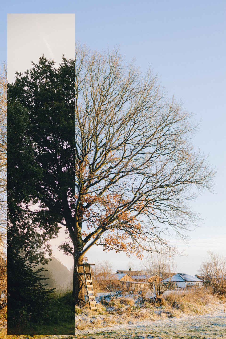 A split image shows a tree with green leaves on the left and bare branches with some brown leaves on the right, overlooking a snowy field and houses.