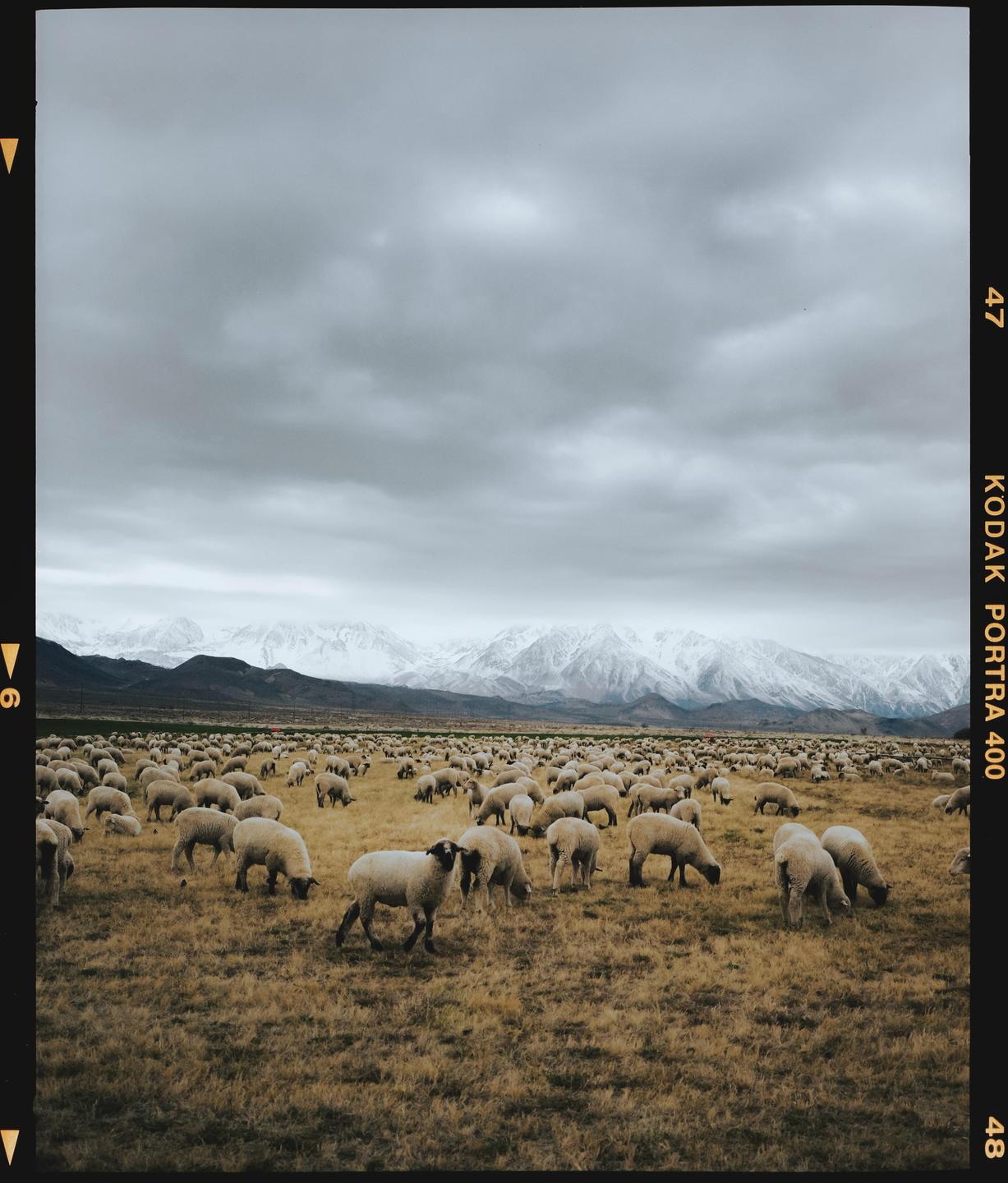 A flock of sheep graze in a field with snow-capped mountains under a cloudy sky.
