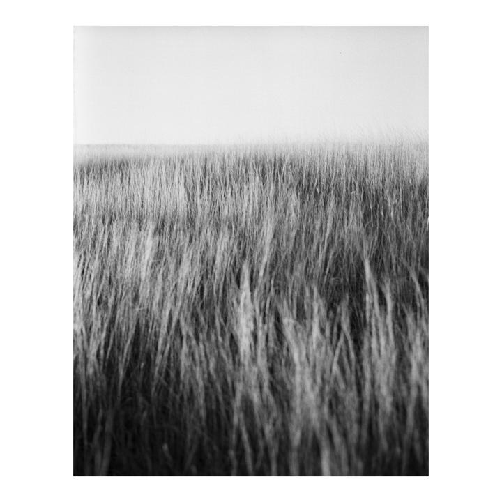 A field of tall grass extends towards a bright horizon.
