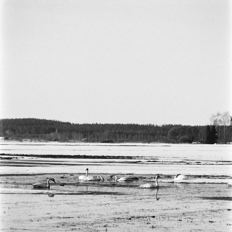 A group of swans swims in a partially frozen body of water with a forest in the background.