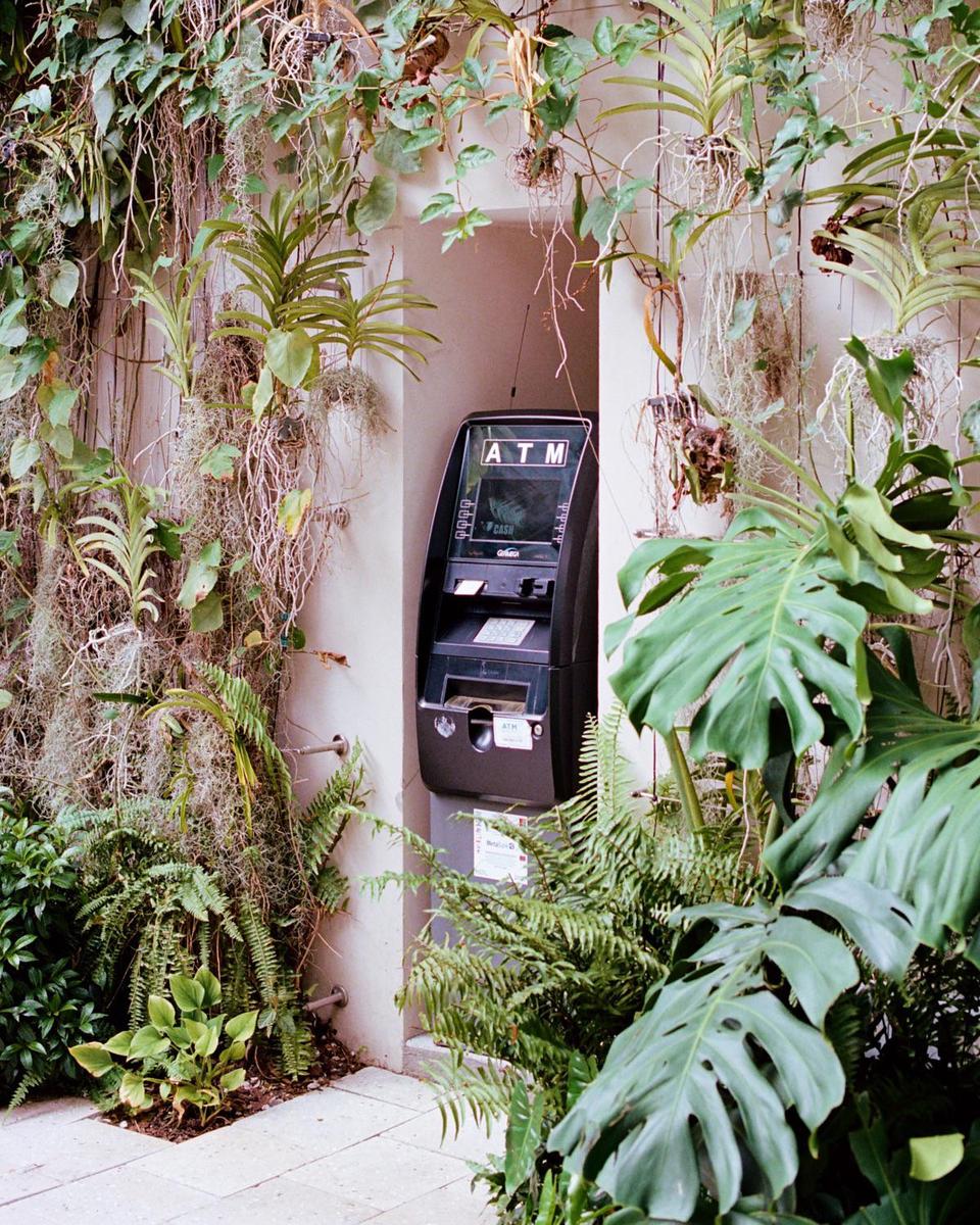 An ATM is surrounded by lush green plants and vines in a recessed wall.