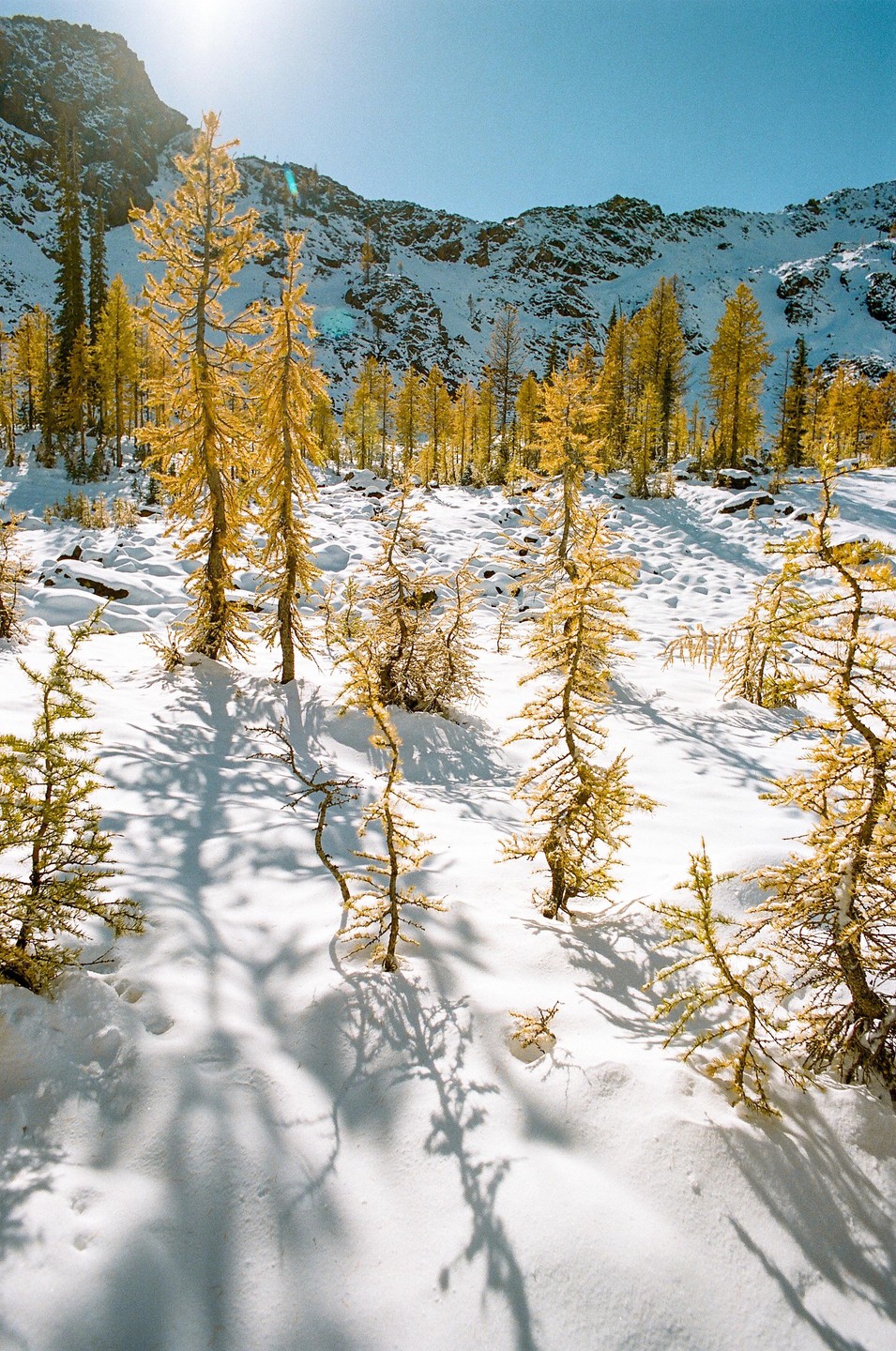 Golden larch trees stand in a snow-covered landscape with mountains in the background.