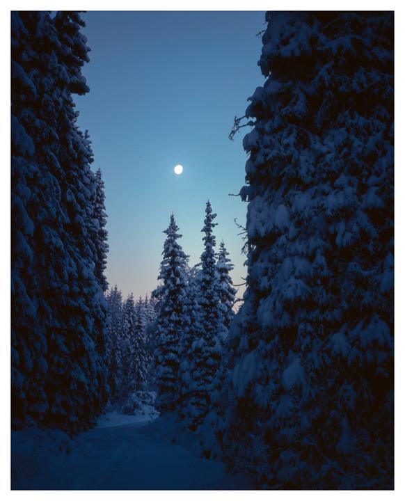 A full moon illuminates a snow-covered forest with a path leading into the distance.