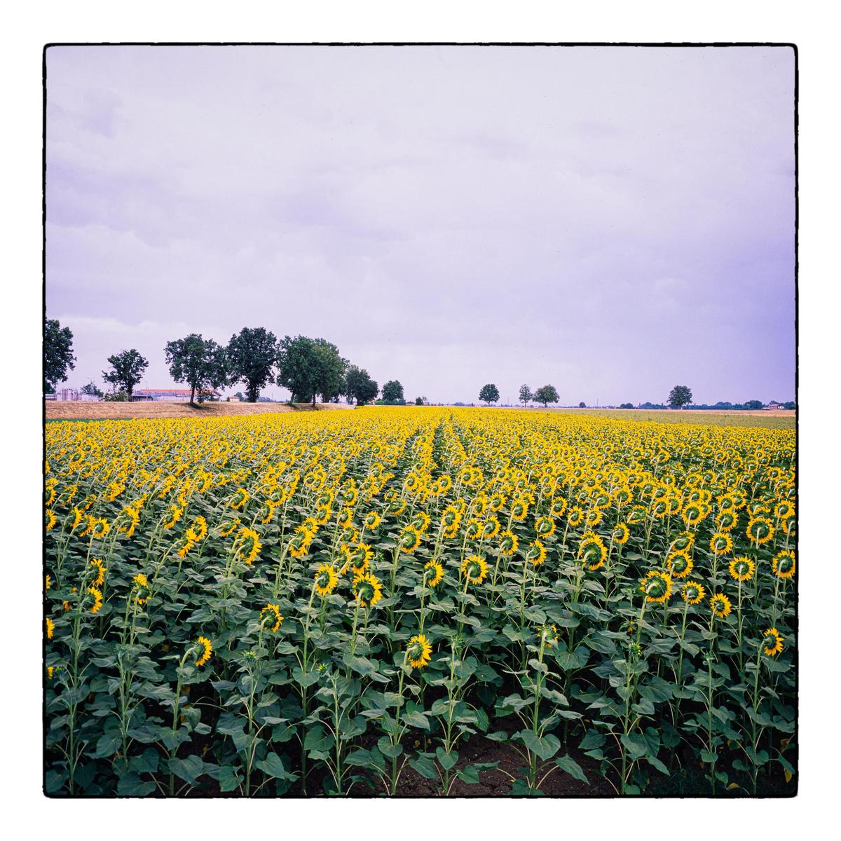 A field of sunflowers with their backs to the viewer stretches towards a line of trees under a cloudy sky.