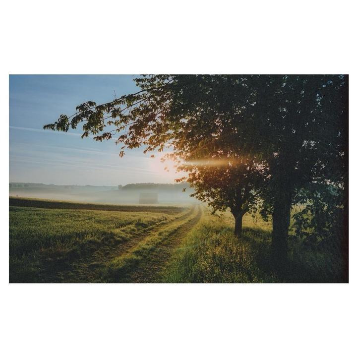 The sun shines through the leaves of a tree onto a dirt path winding through a field covered in mist.